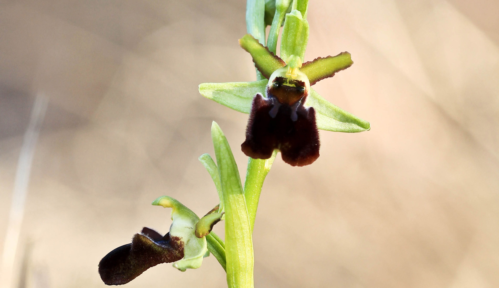 Ophrys sphegodes